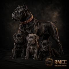 Collection image for: RMCC Cane Corso