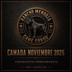 Collection image for: Camada Noviembre 2025