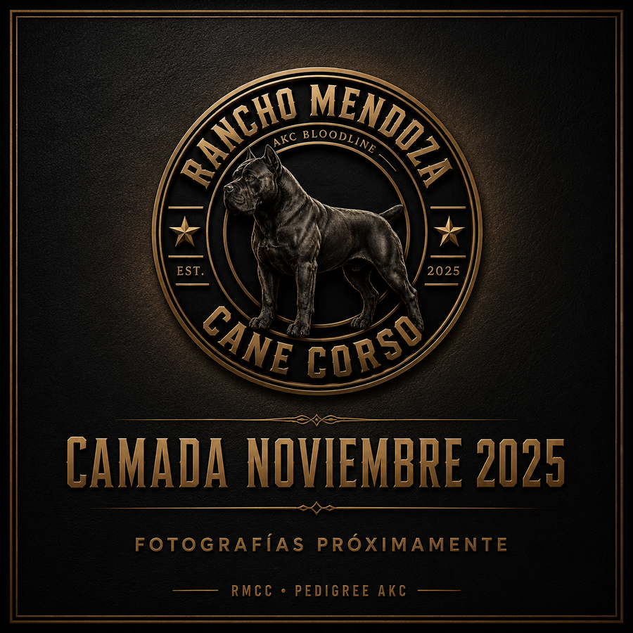 CAMADA NOVIEMBRE 2025