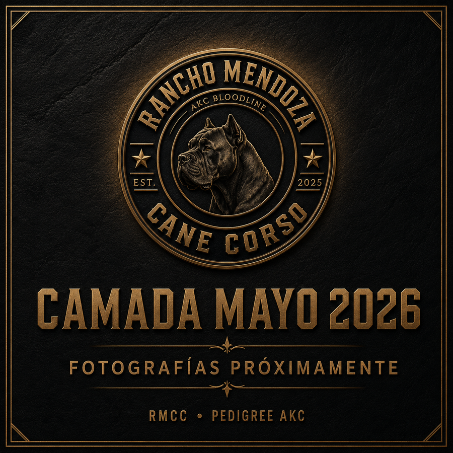 CAMADA MAYO 2026