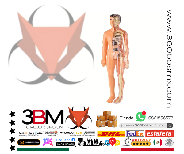 Anatomia Humana Rompe Capezas Cuerpo 	160	3BM-0344 JD MP MM