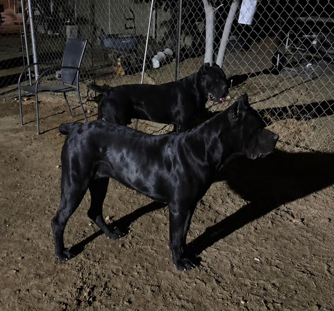 Dos ejemplares Cane Corso de Rancho Mendoza en el rancho