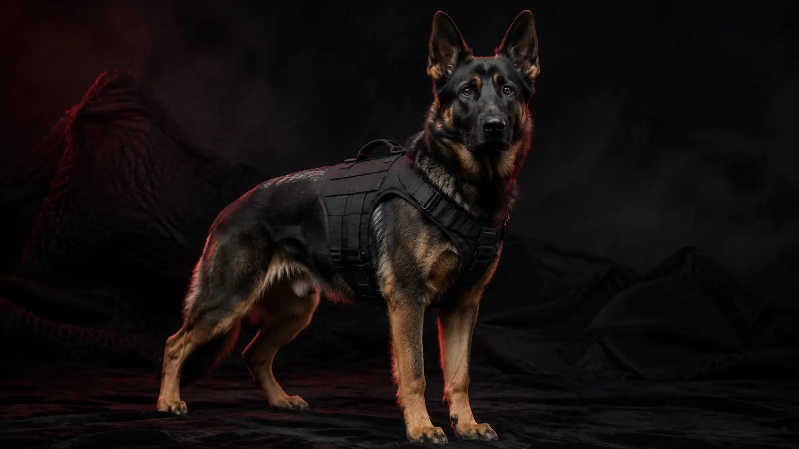 K9