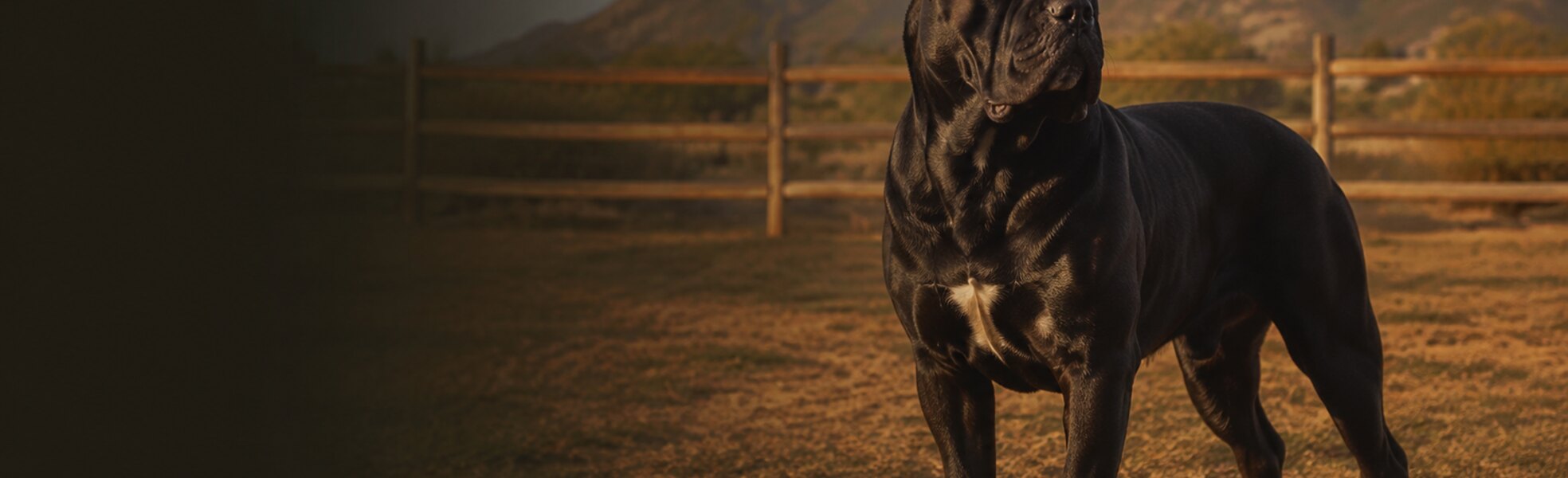 RMCC Cane Corso